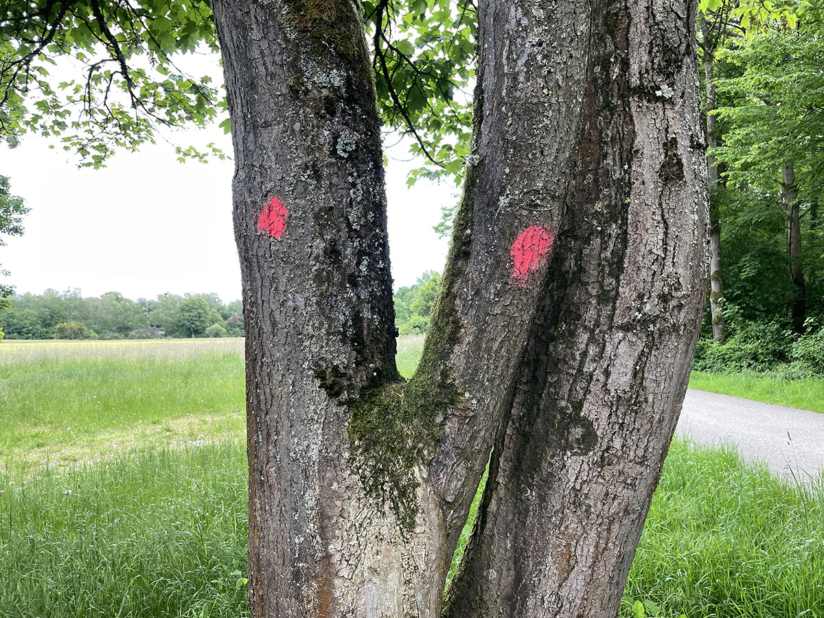 L'Arbre du Fohlengarten