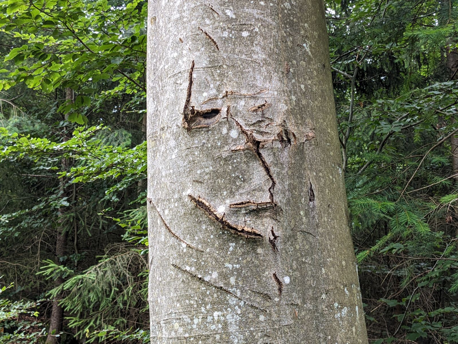 L'Arbre à Oberkich